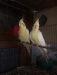 Lutino Breeding Cocktail
